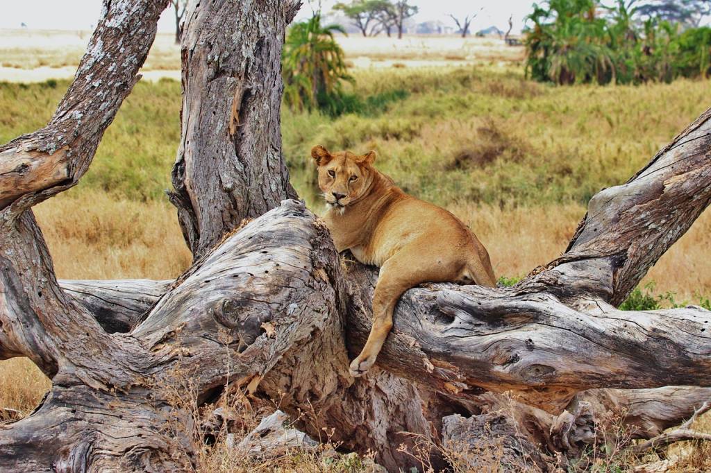 La biodiversità del Serengeti: un gioiello africano da proteggere